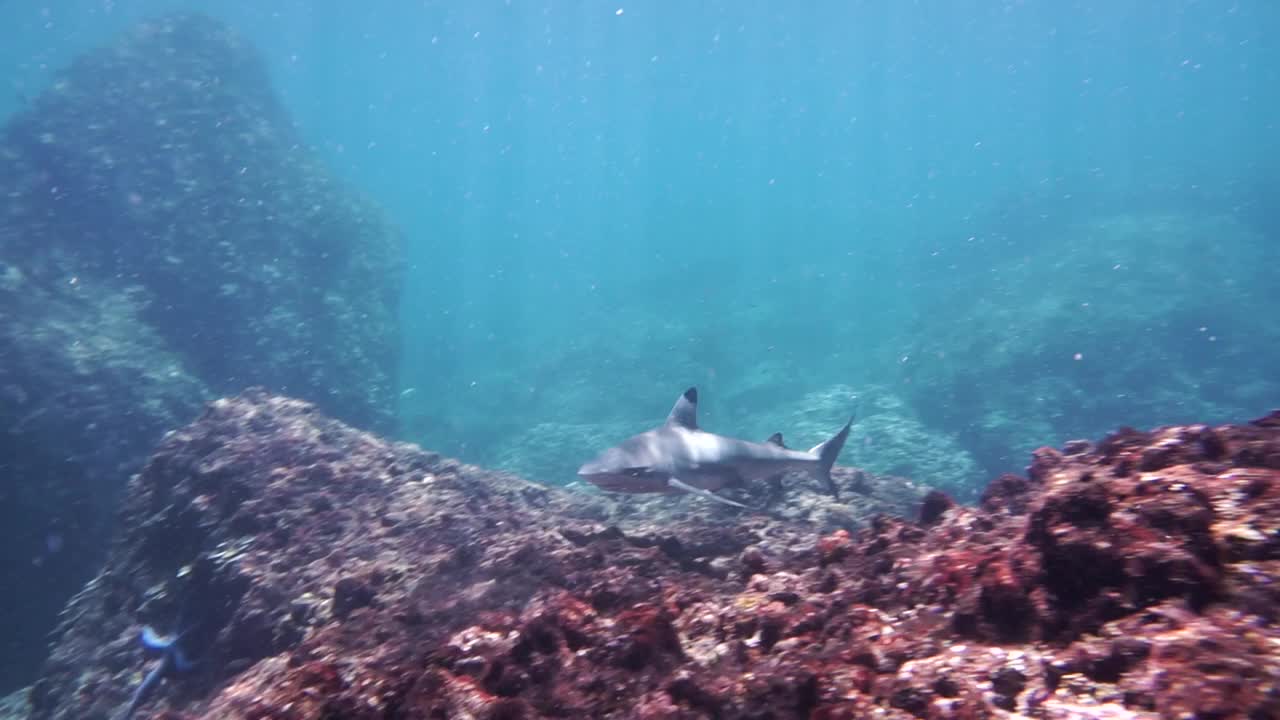 和黑尖礁鲨一起潜水视频下载