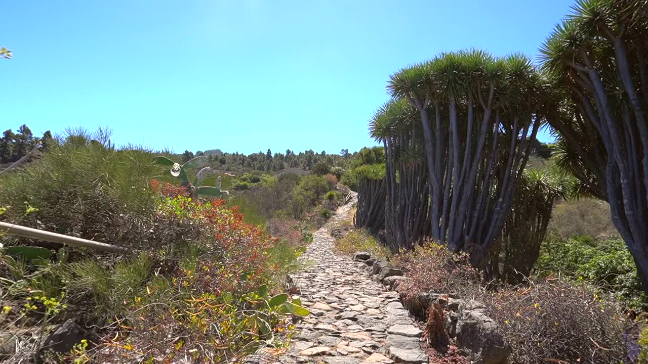一名年轻女子正沿着拉斯崔西亚斯小径上的巨龙树小径行走。加那利群岛拉帕尔马岛北部的加拉菲亚镇视频素材
