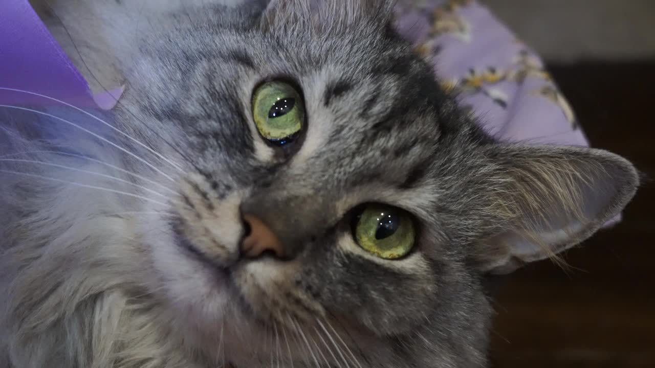 一只毛茸茸的灰色缅因猫长着绿色的大眼睛。视频素材