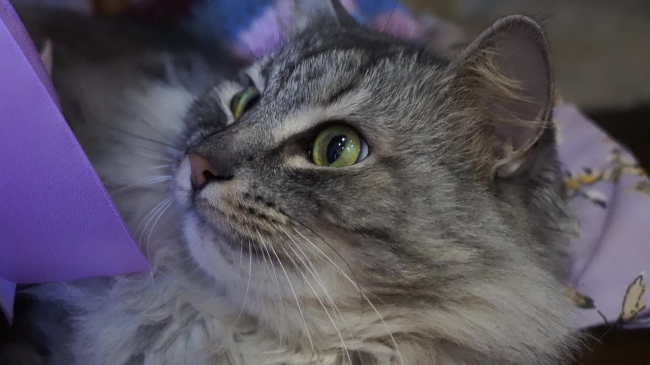 灰猫，绿眼睛视频素材