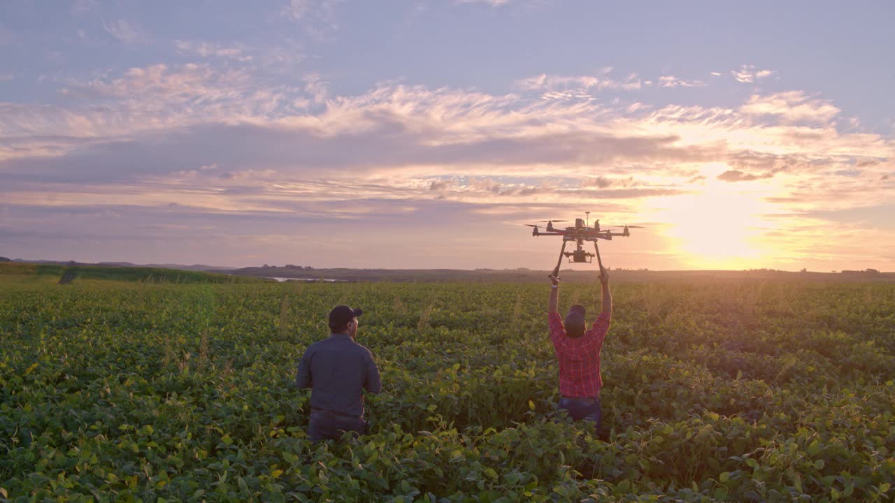 大豆作物中的无人机。视频下载