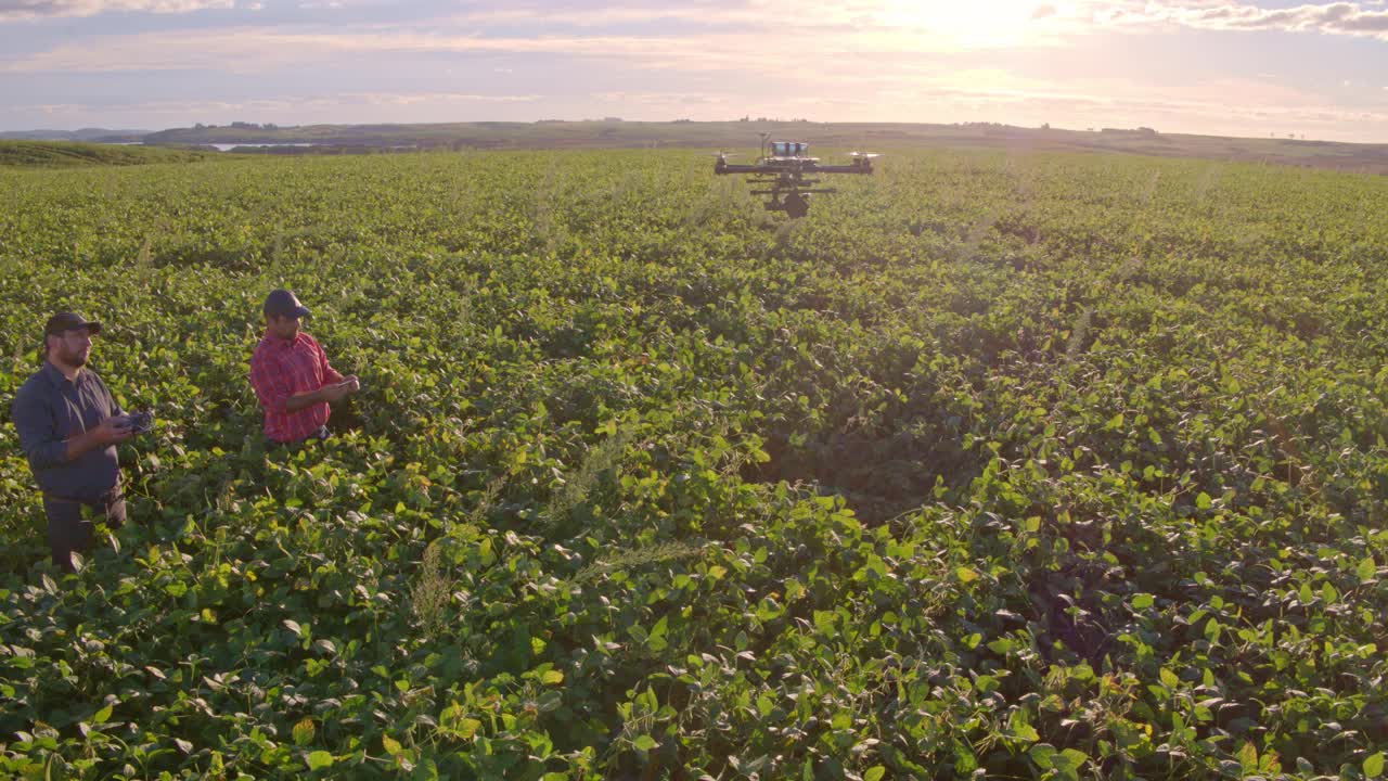大豆作物中的无人机。视频素材