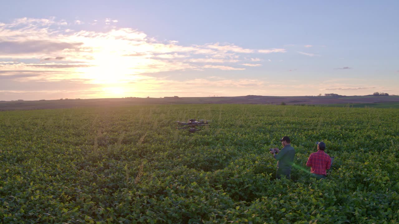 大豆作物中的无人机。视频下载
