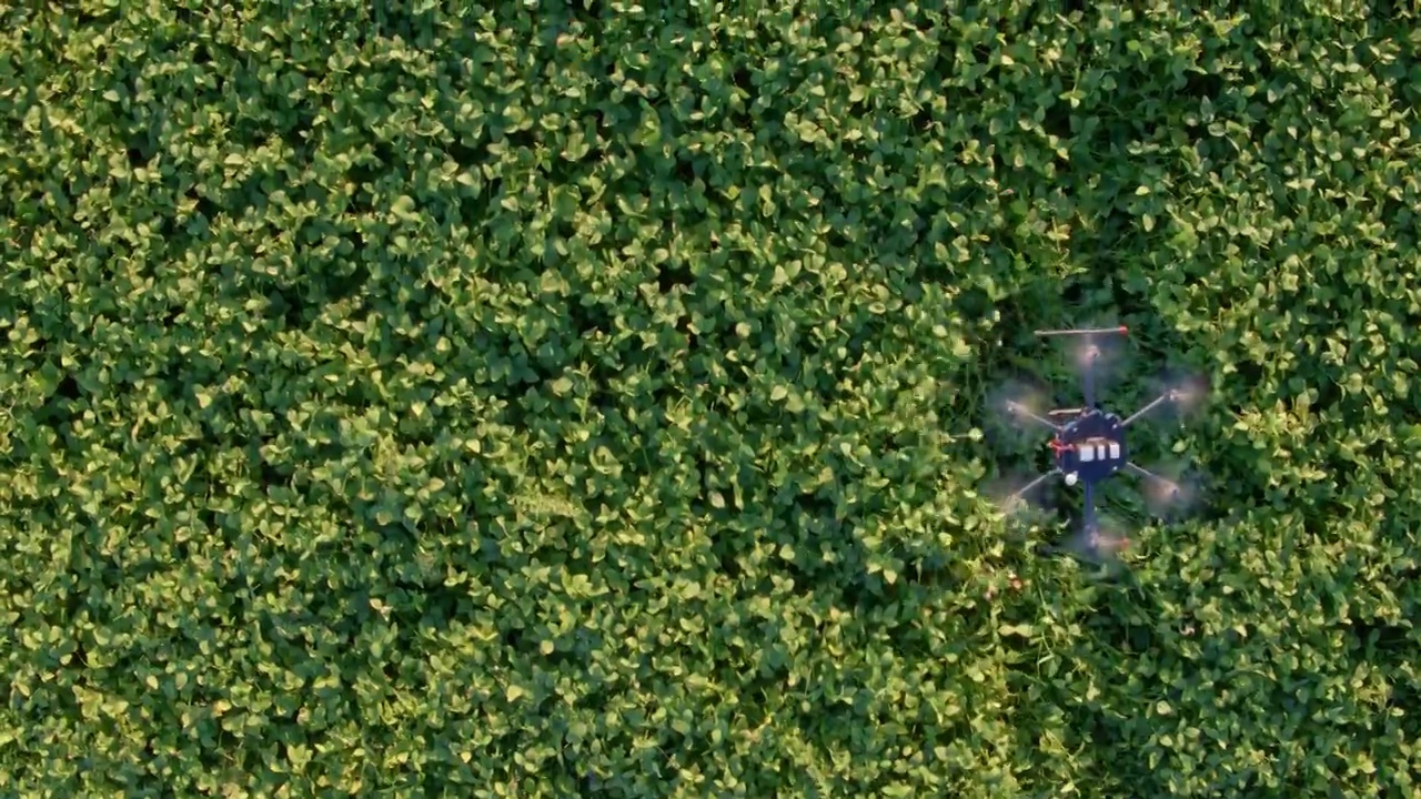 大豆作物中的无人机。视频素材