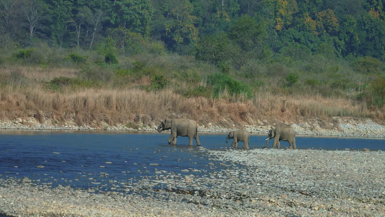 大象穿过科贝特国家公园的拉姆甘加河的超慢动作视频视频下载