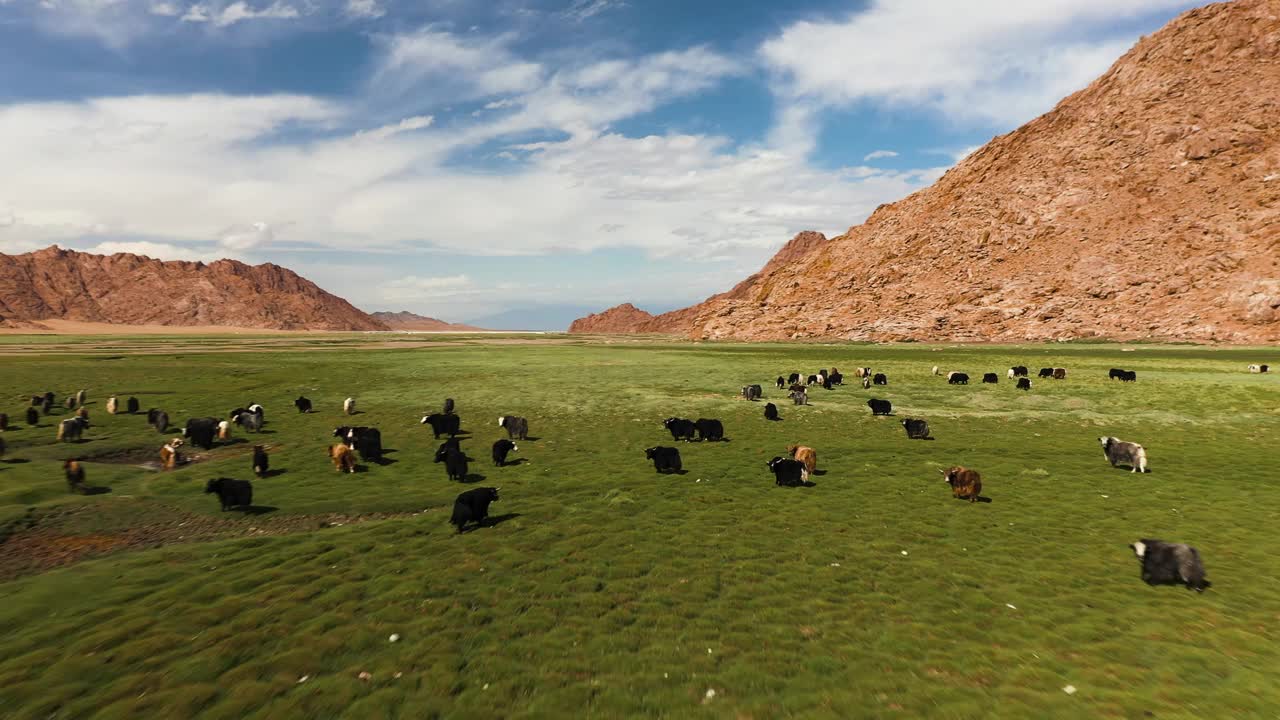 牦牛-牛。蒙古草原上的一群牦牛视频素材