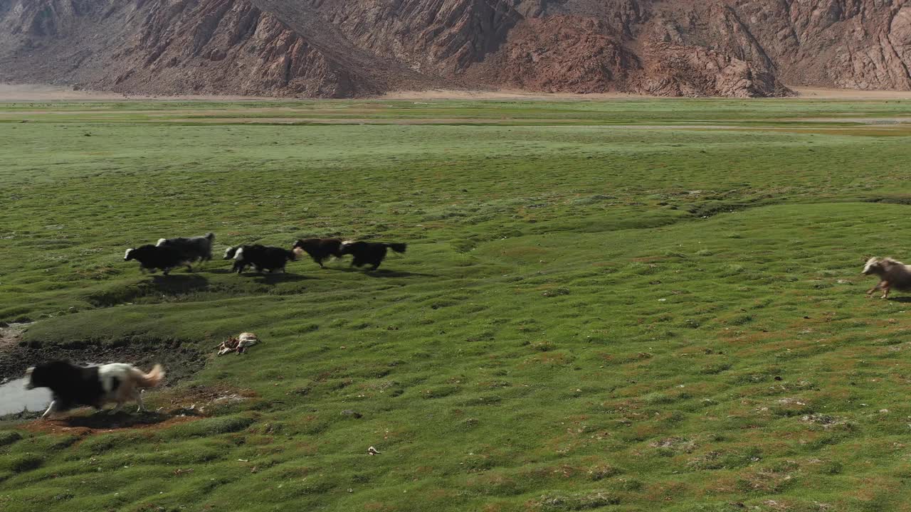 牦牛-牛。蒙古草原上的一群牦牛视频素材