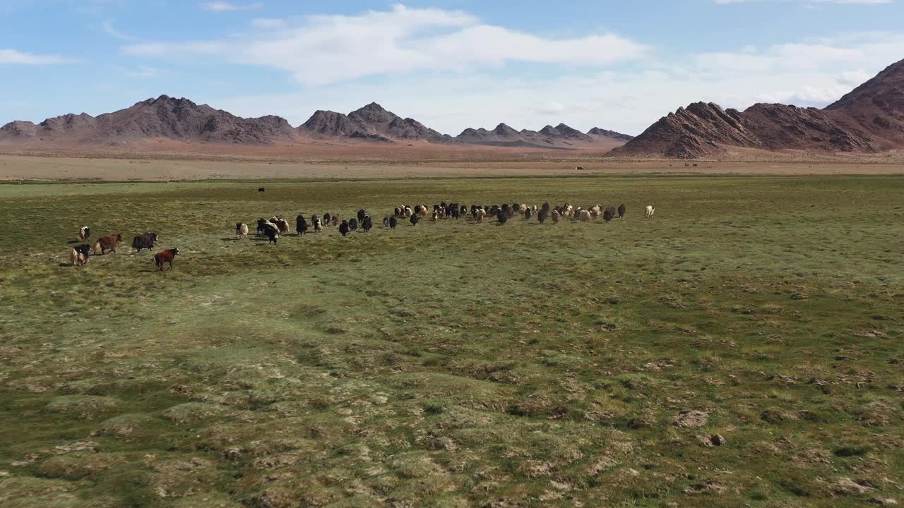 牦牛-牛。蒙古草原上的一群牦牛视频下载