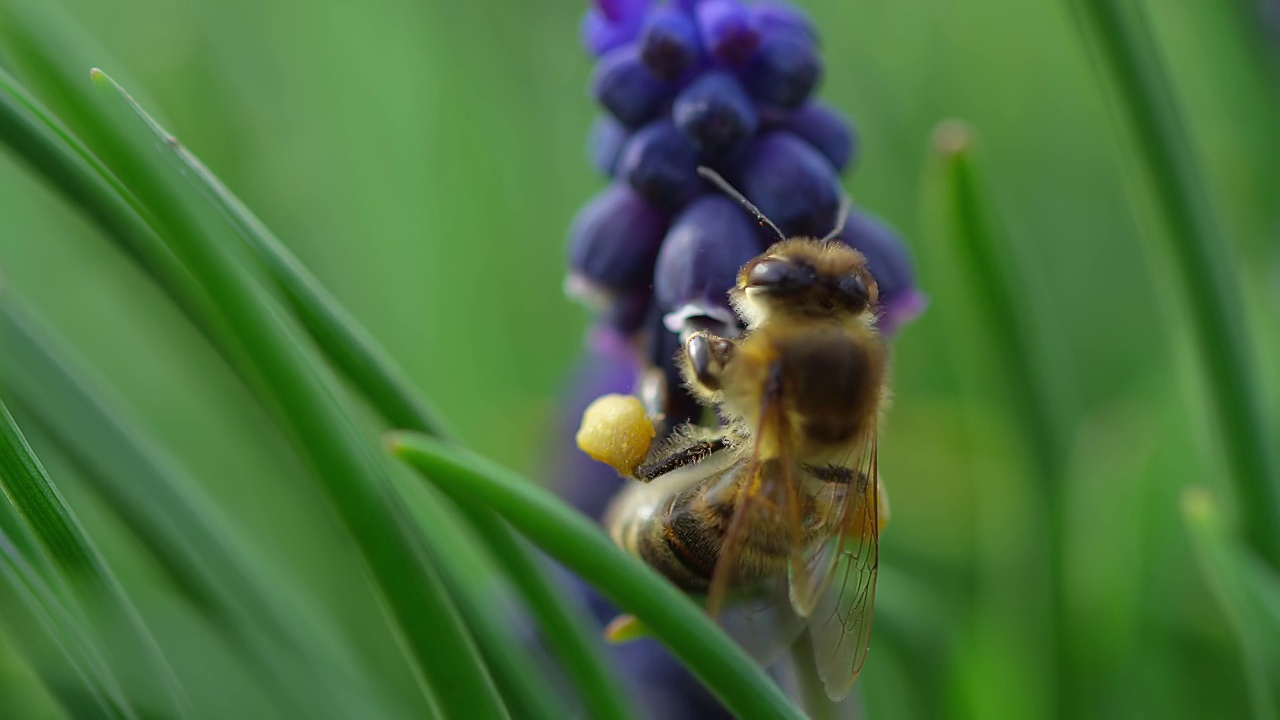 蜜蜂视频素材
