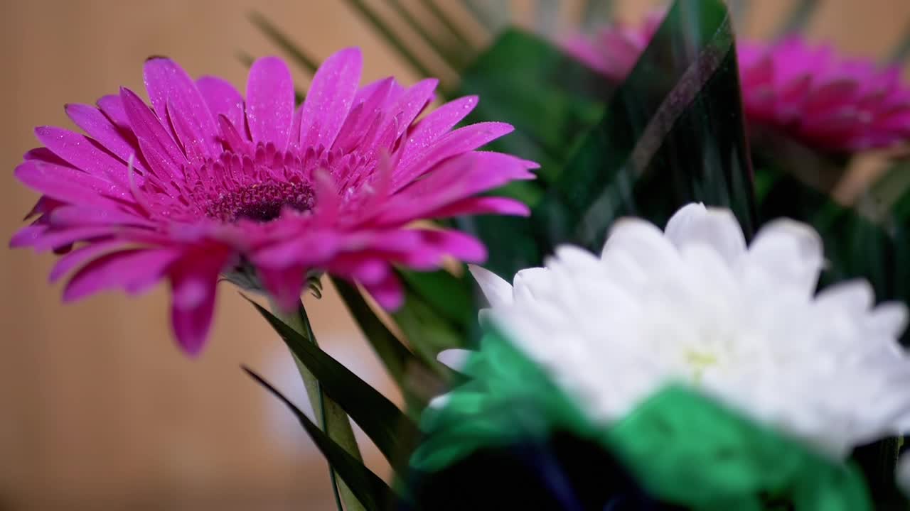 在粉红色菊花花瓣上喷洒水珠。180帧/秒视频素材