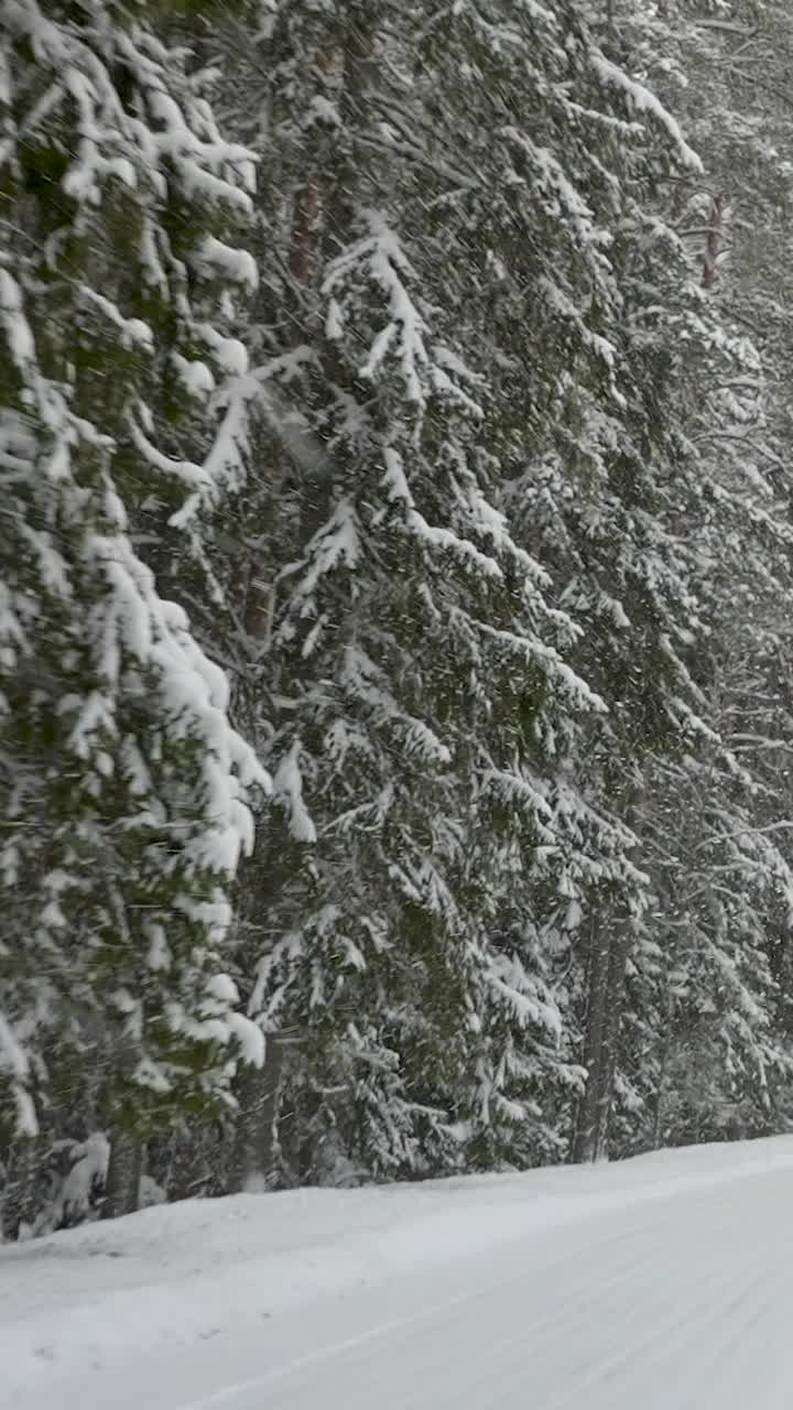 爱沙尼亚森林的地面上覆盖着厚厚的白雪视频素材