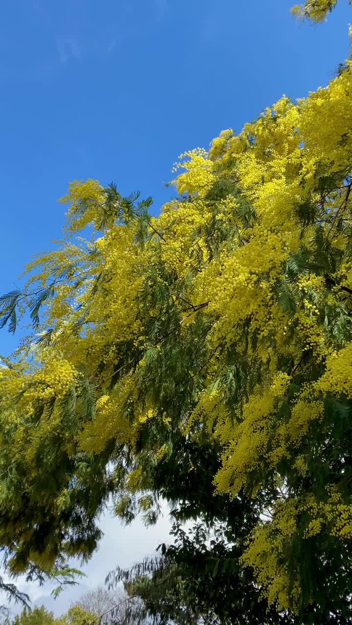 早春盛开的黄色银荆花。视频素材