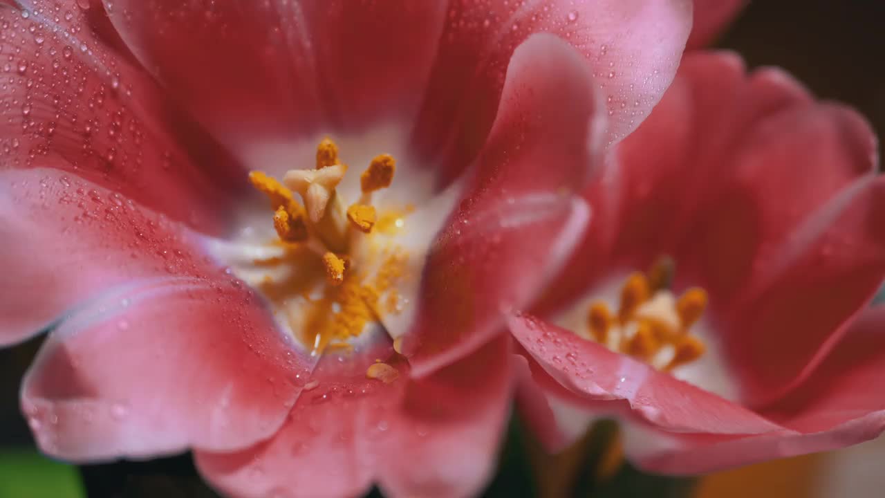 盛开的郁金香花蕾开放，花心有黄色花粉。园艺。4 k。特写镜头视频素材
