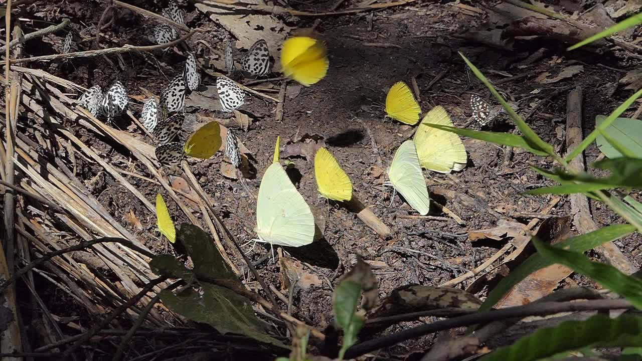 蝴蝶在陆地上吃矿物。缓慢的运动。视频下载