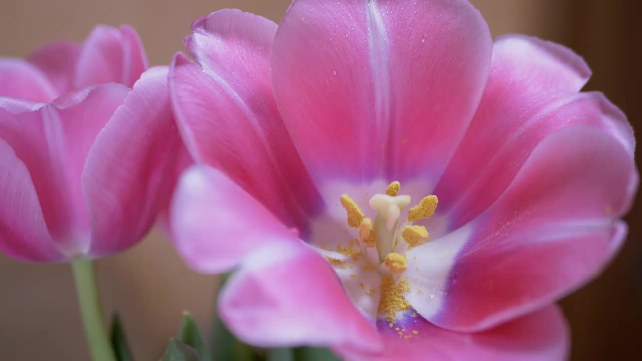 在娇嫩的粉红色郁金香花瓣上喷洒水滴。4K。特写镜头视频素材