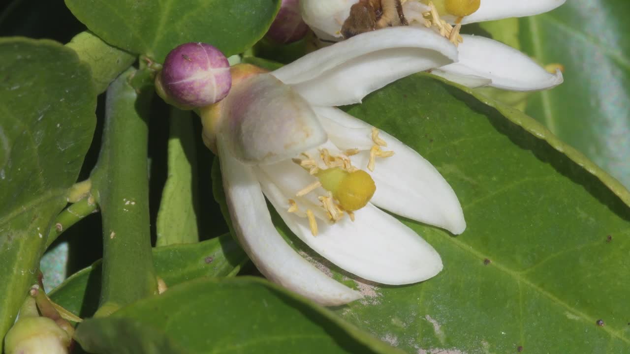 蜜蜂从柠檬花上吃蚜虫视频下载