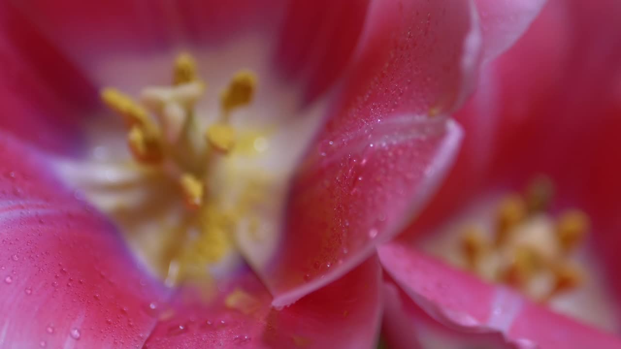 盛开的郁金香花蕾开放，花心有黄色花粉。园艺。变焦。特写镜头视频素材
