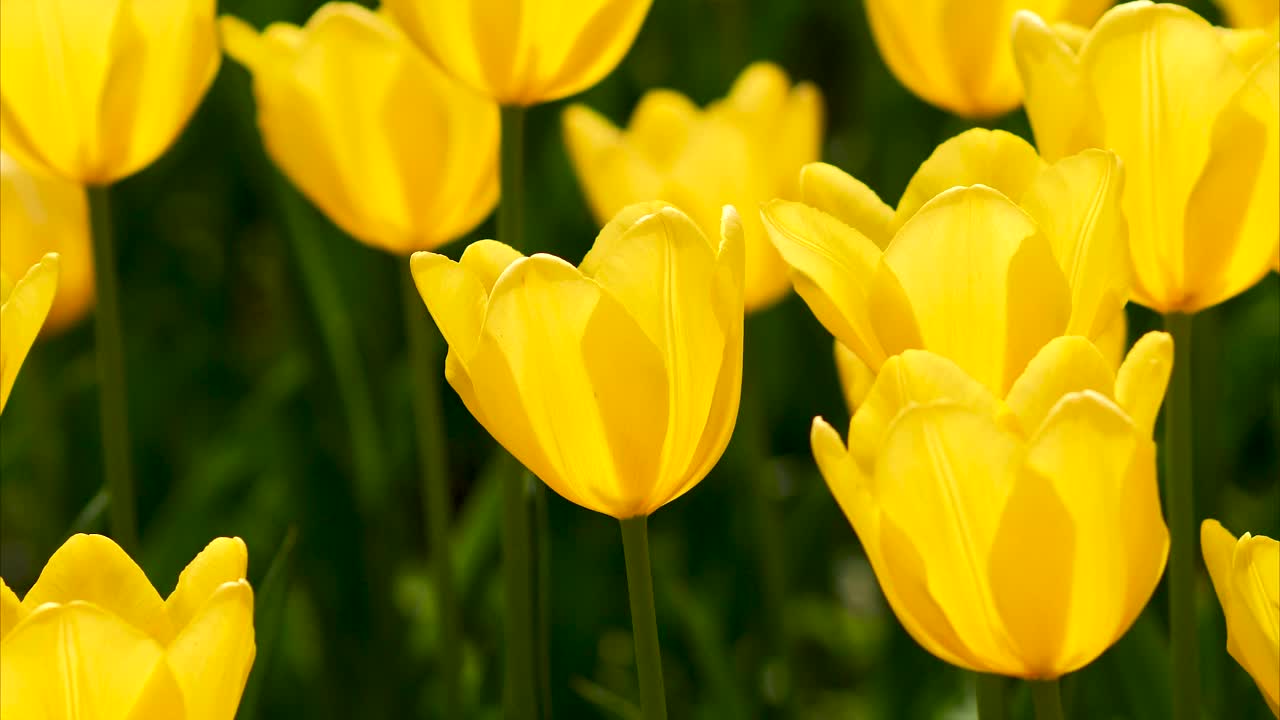 美丽的黄色郁金香花在郁金香田的风中摇摆，4k背光变焦镜头。视频素材