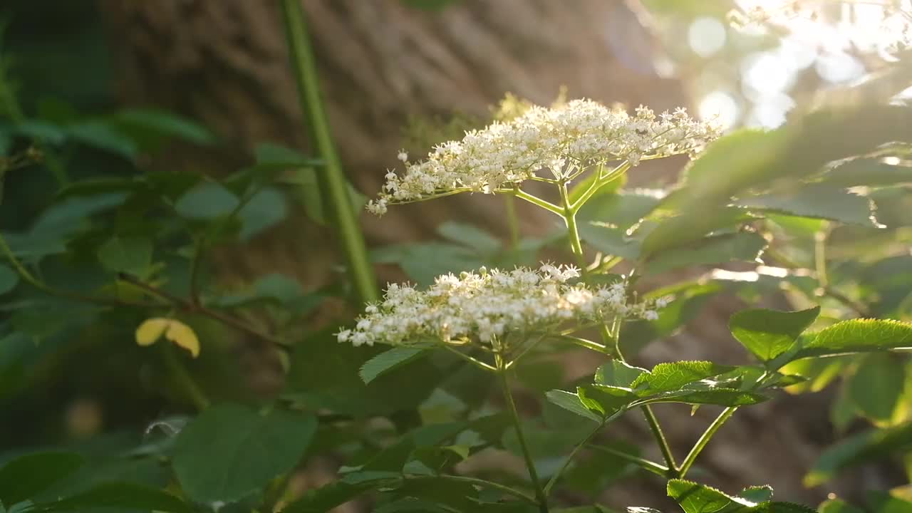 接骨木花在自然界视频素材