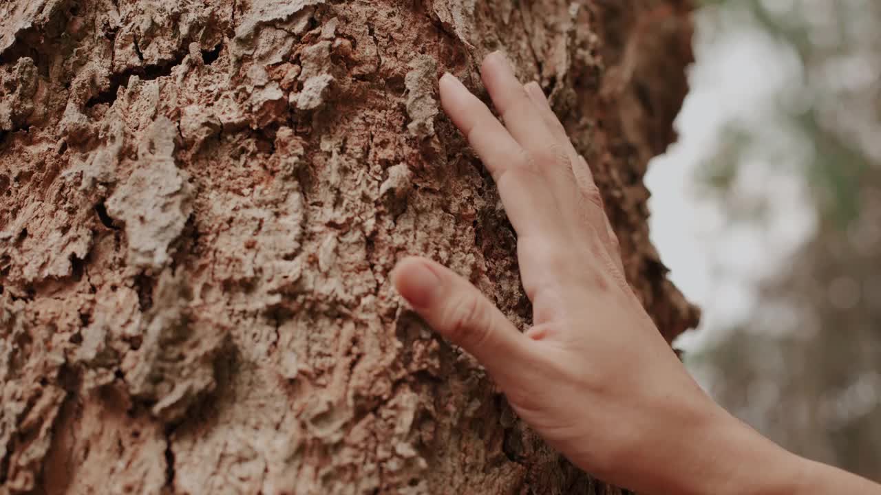 一个男人正在触摸一棵老树的树干视频素材