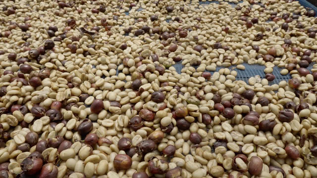 羊皮纸咖啡豆铺在地上晾干。视频素材