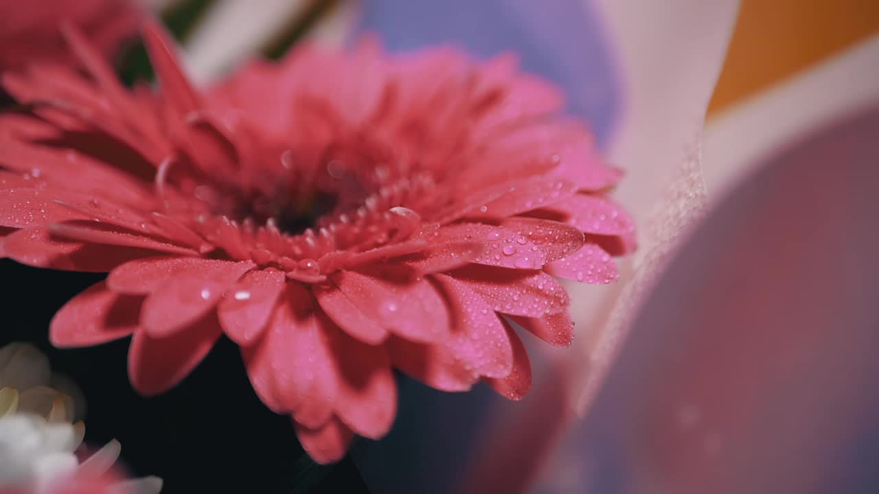 在娇嫩的菊花红色花瓣上喷洒水珠。180帧/秒视频素材