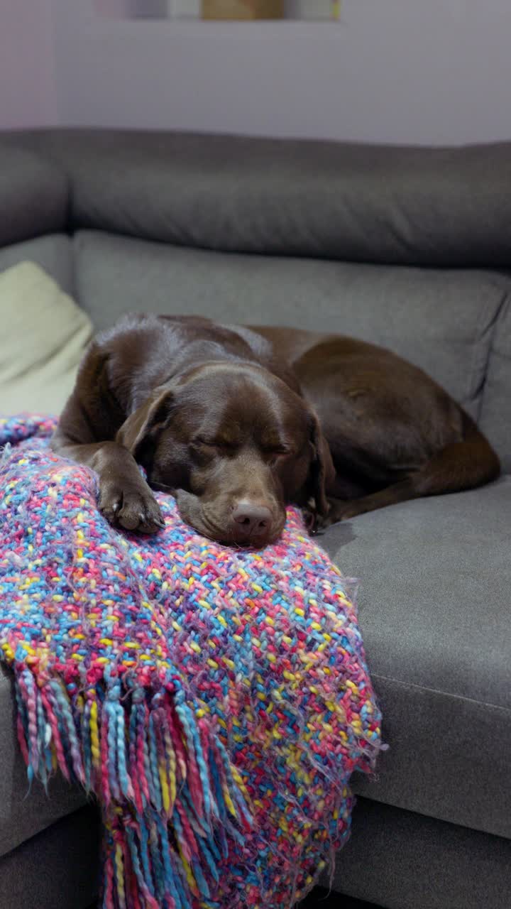 一张巧克力色的拉布拉多在沙发上睡觉的照片视频素材