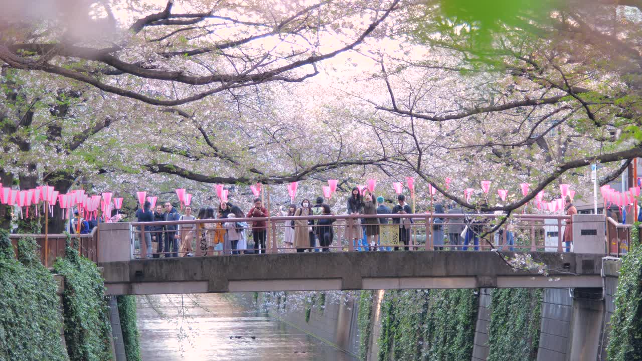 樱花在日本东京目黑河落下视频素材