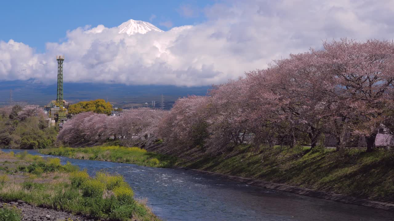 樱花在日本富士山盛开视频素材