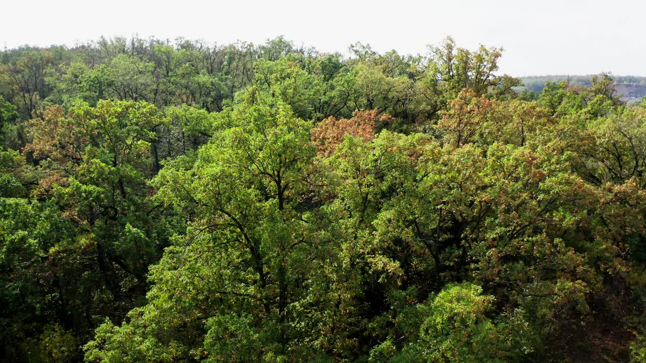 林地的自然背景 美丽的森林 树林中的高大树木 绿色的松树 鸟瞰图 视频素材 Id Vcg42n Vcg Com