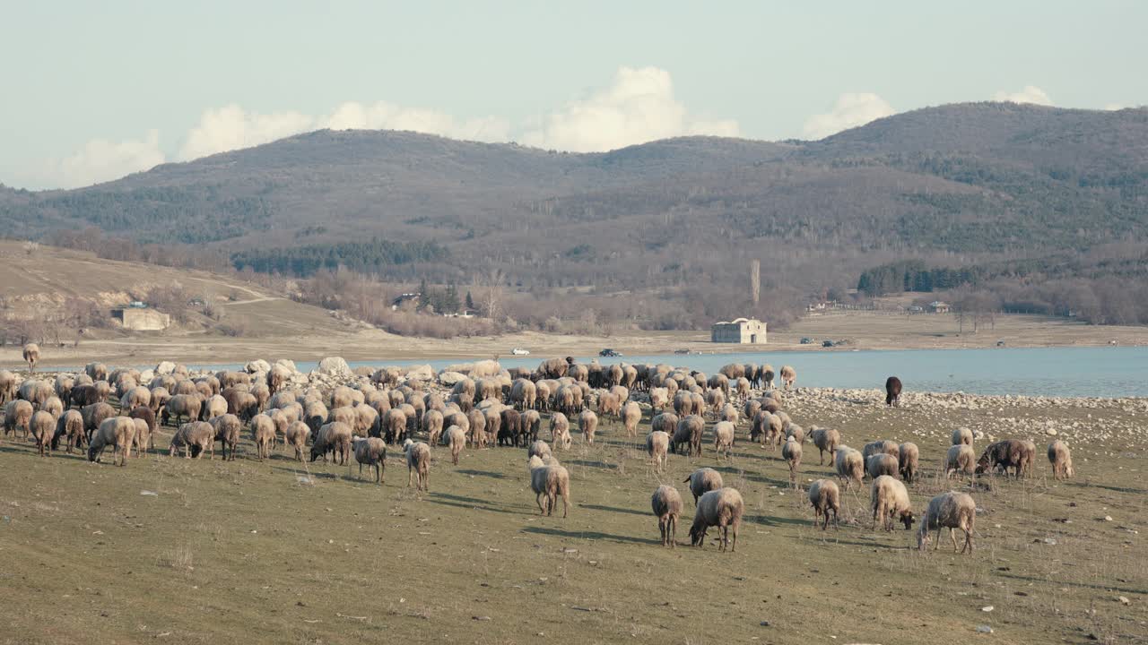 日落时分，一群羊在大坝附近吃草。牲畜的牧场。视频素材