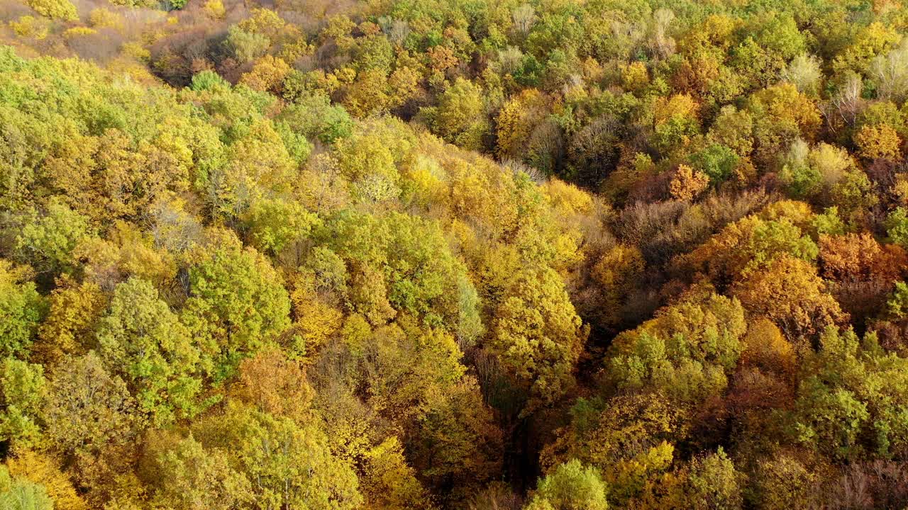 秋天的本性 在秋天的森林里 落叶树五颜六色的顶部 从上面看树林的明亮颜色 鸟瞰图 视频素材 Id Vcg42n Vcg Com