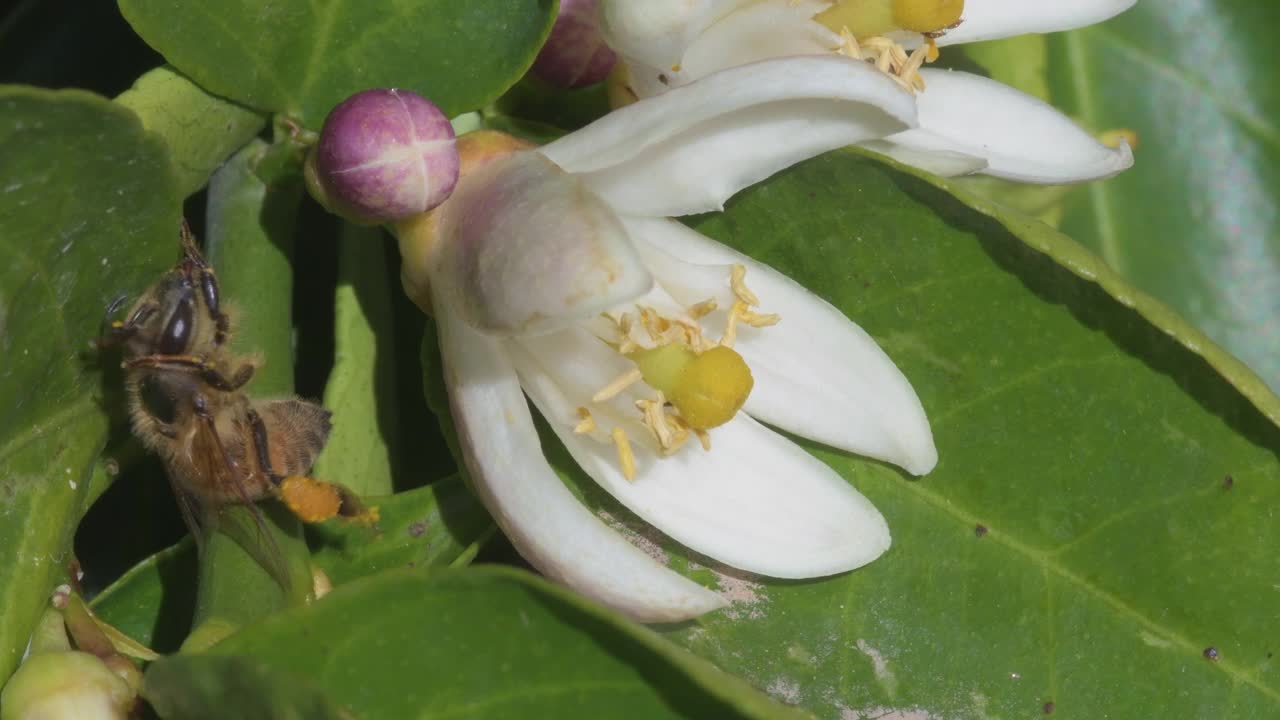 蜜蜂在吃了柠檬花上的蚜虫后整理视频素材