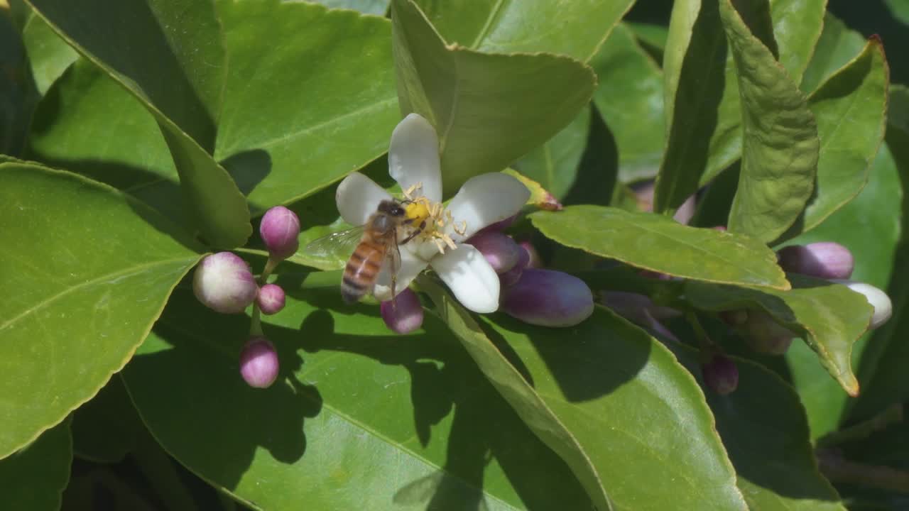 蜜蜂从柠檬花上吃蚜虫视频素材