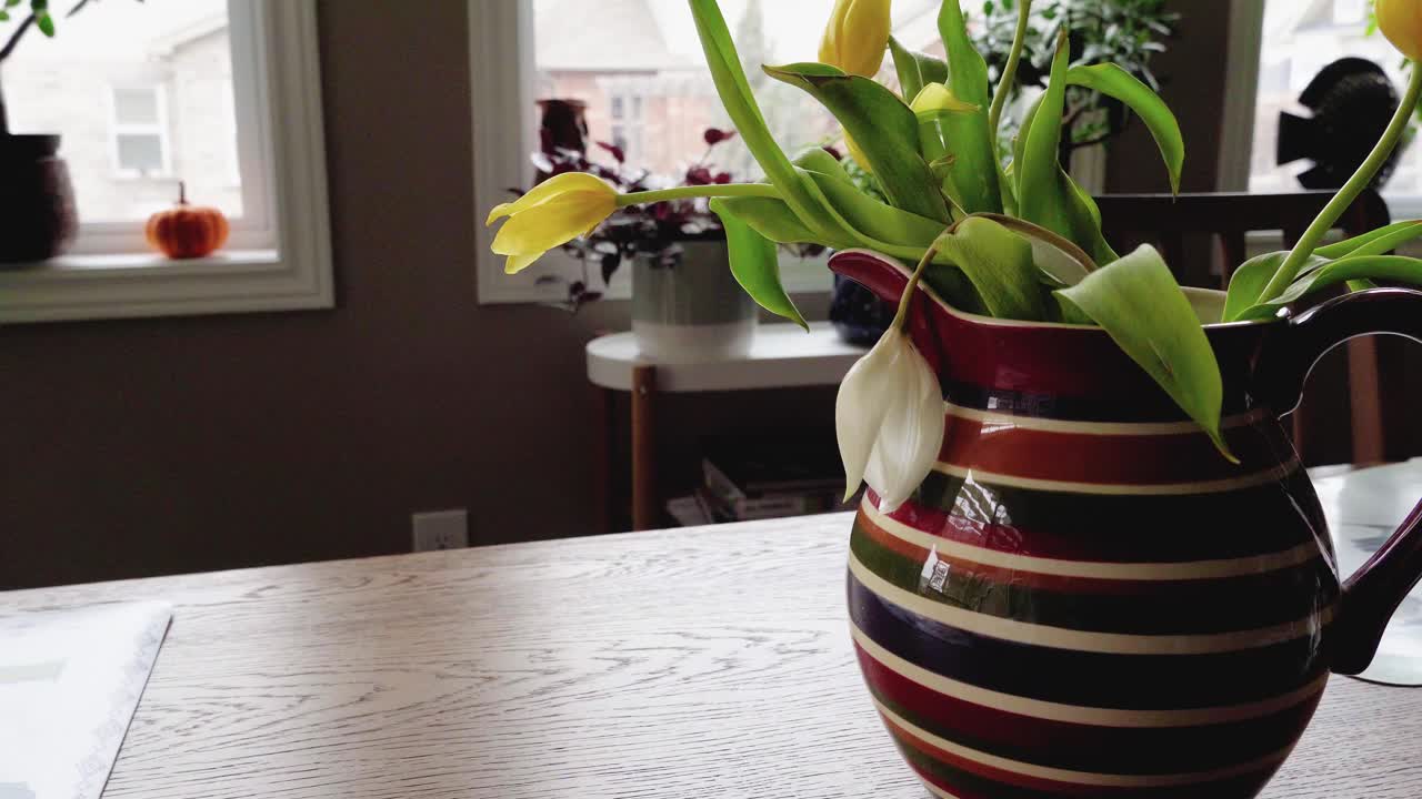 第一个春天的郁金香放在桌子上的罐子里视频下载