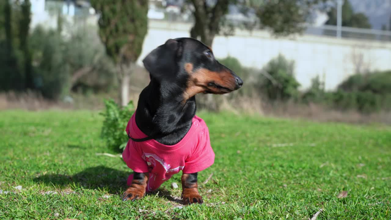 可爱的腊肠小狗在粉红色的西装拉花束系在皮带沿着绿色草地在阳光明媚的一天在公园里运行特写视频下载