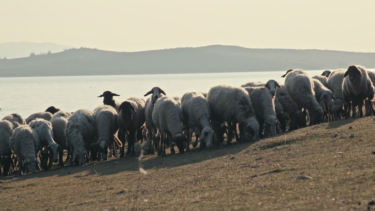 日落时分，一群羊在大坝附近吃草。牲畜的牧场。视频素材