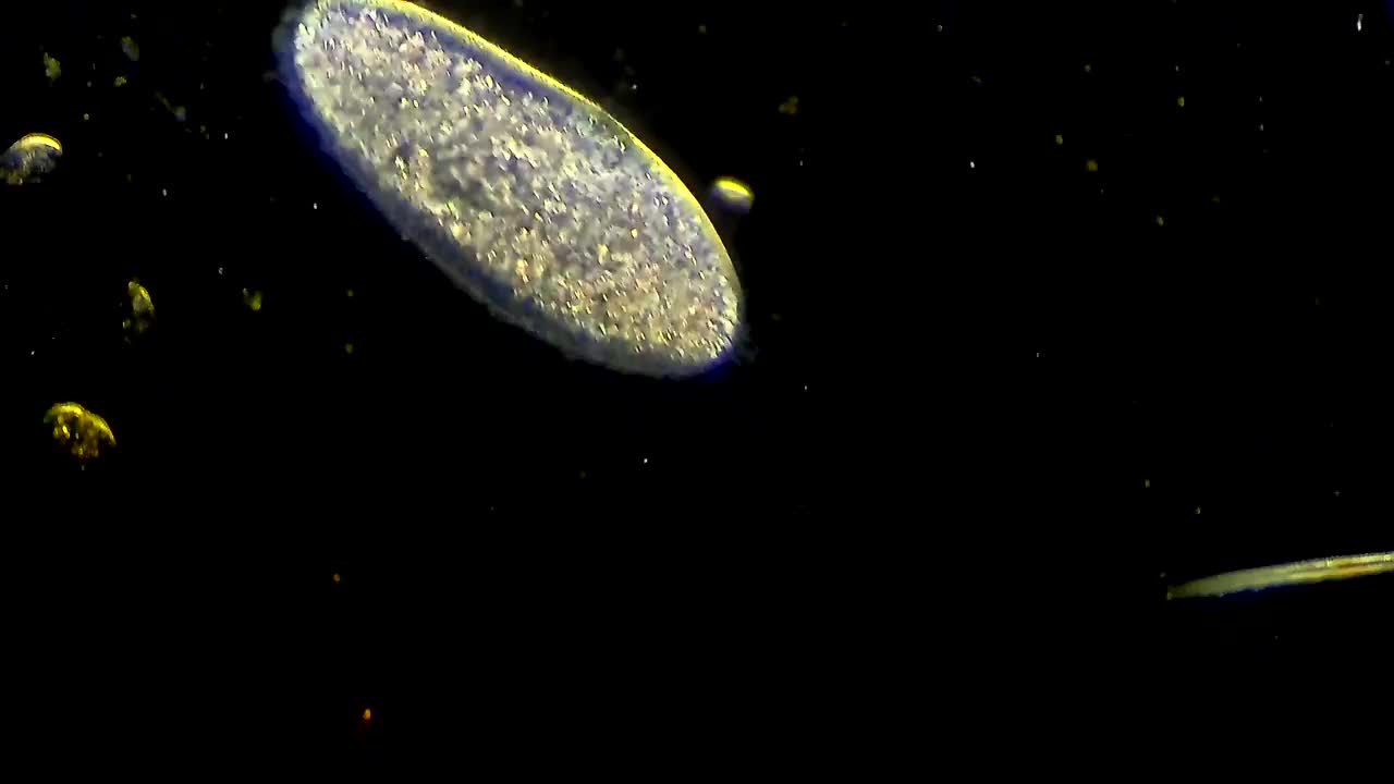 水中漂浮的纤毛草履虫微生物视频下载