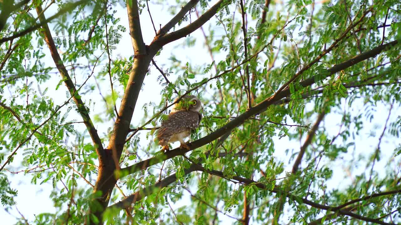 棕色猫头鹰坐在树上的4k视频。长着黄色大眼睛的鸟，栖息在绿色的树枝上。野生动物的概念。视频素材