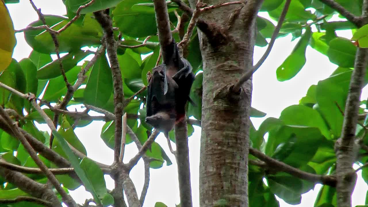 飞狐，最大的蝙蝠，通常可以在泰国的Similan群岛发现视频下载