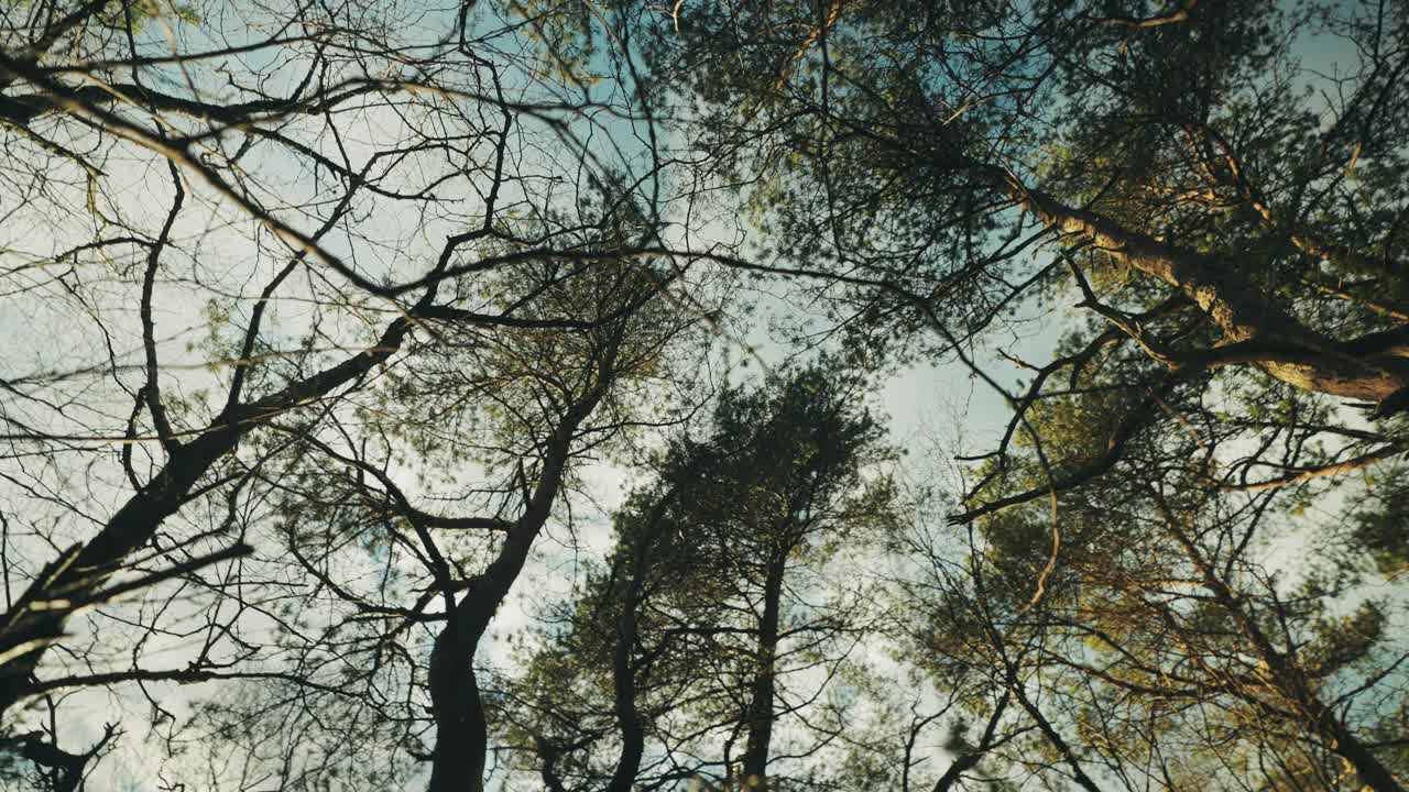 挪威的森林:春天日落时树木的细节视频素材