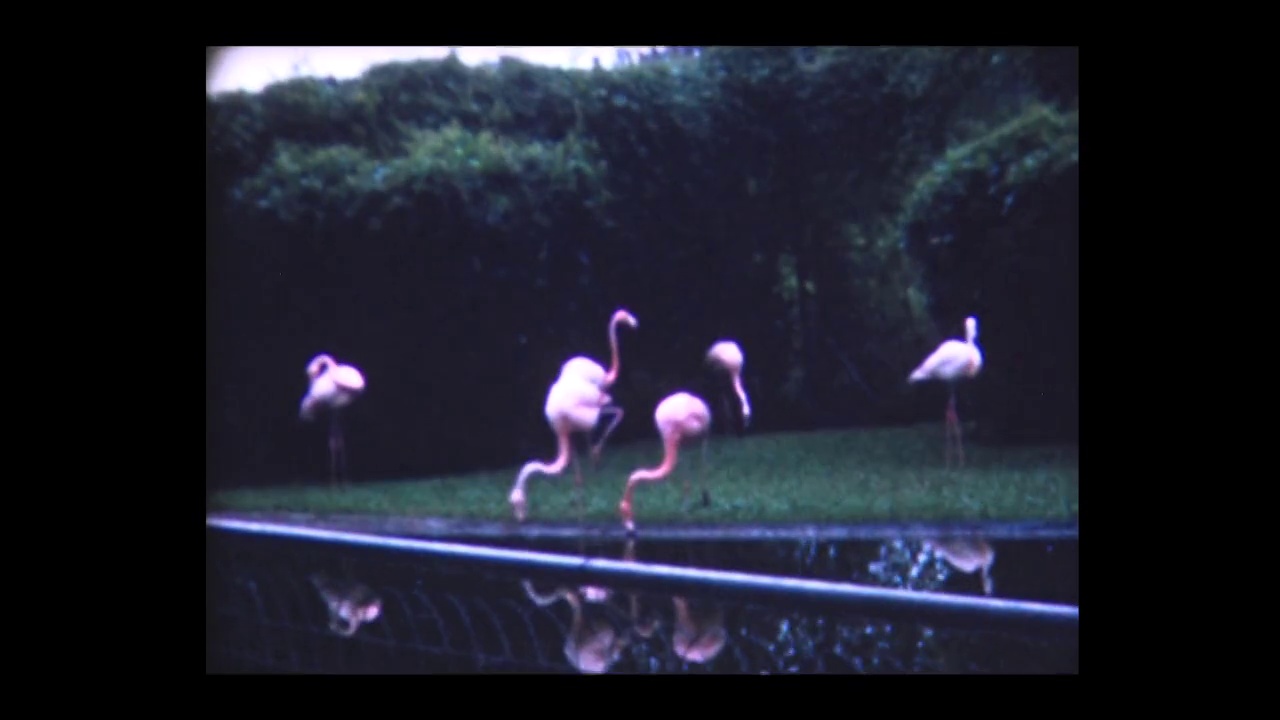 1980年，佛罗里达州的火烈鸟视频下载