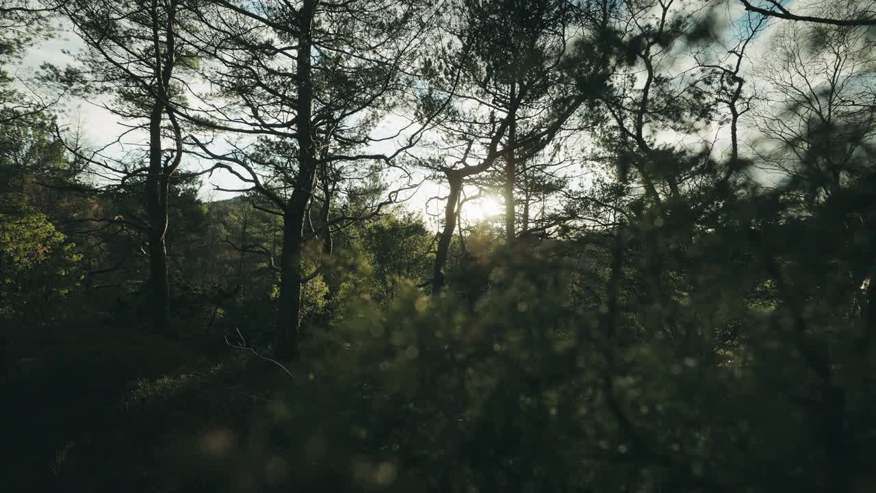 挪威的森林:春天日落时树木的细节视频下载