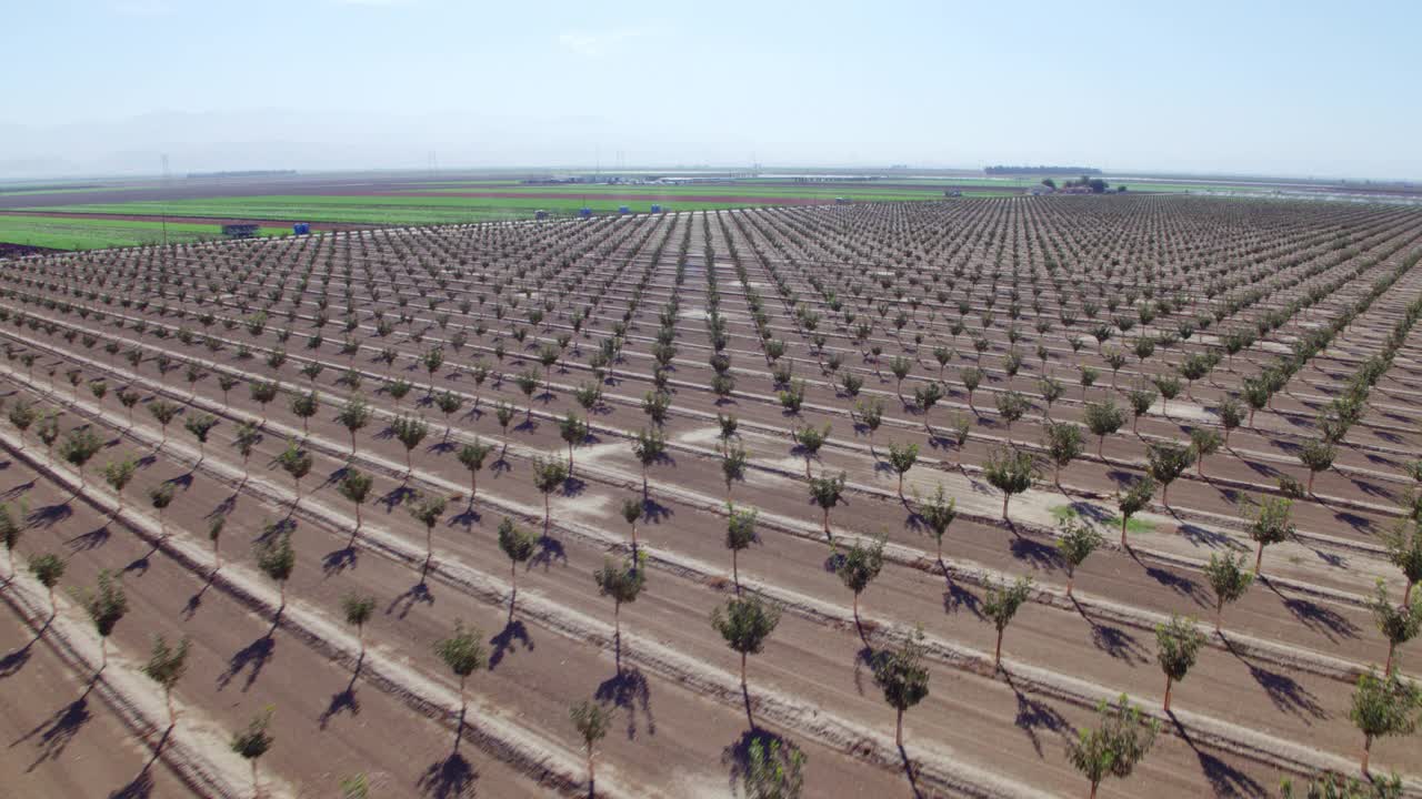 开心果的鸟瞰图生长在农场的土地在加利福尼亚视频素材