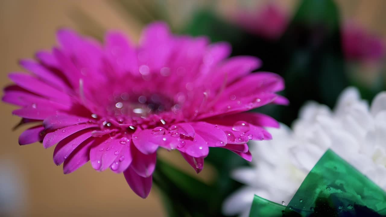在粉红色菊花花瓣上喷洒水珠。180帧/秒视频素材