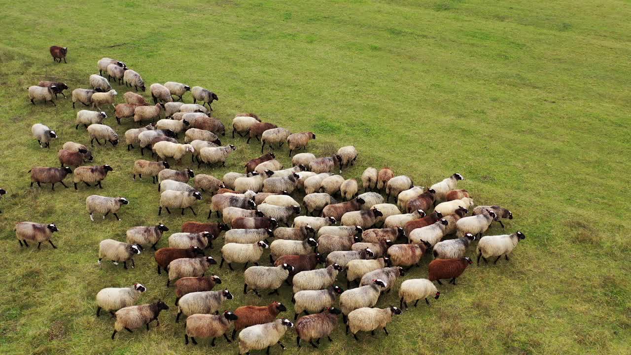 成群的羊在绿色的田野里吃草。牧场上一群美丽的长毛动物。从以上观点。盘旋。视频下载
