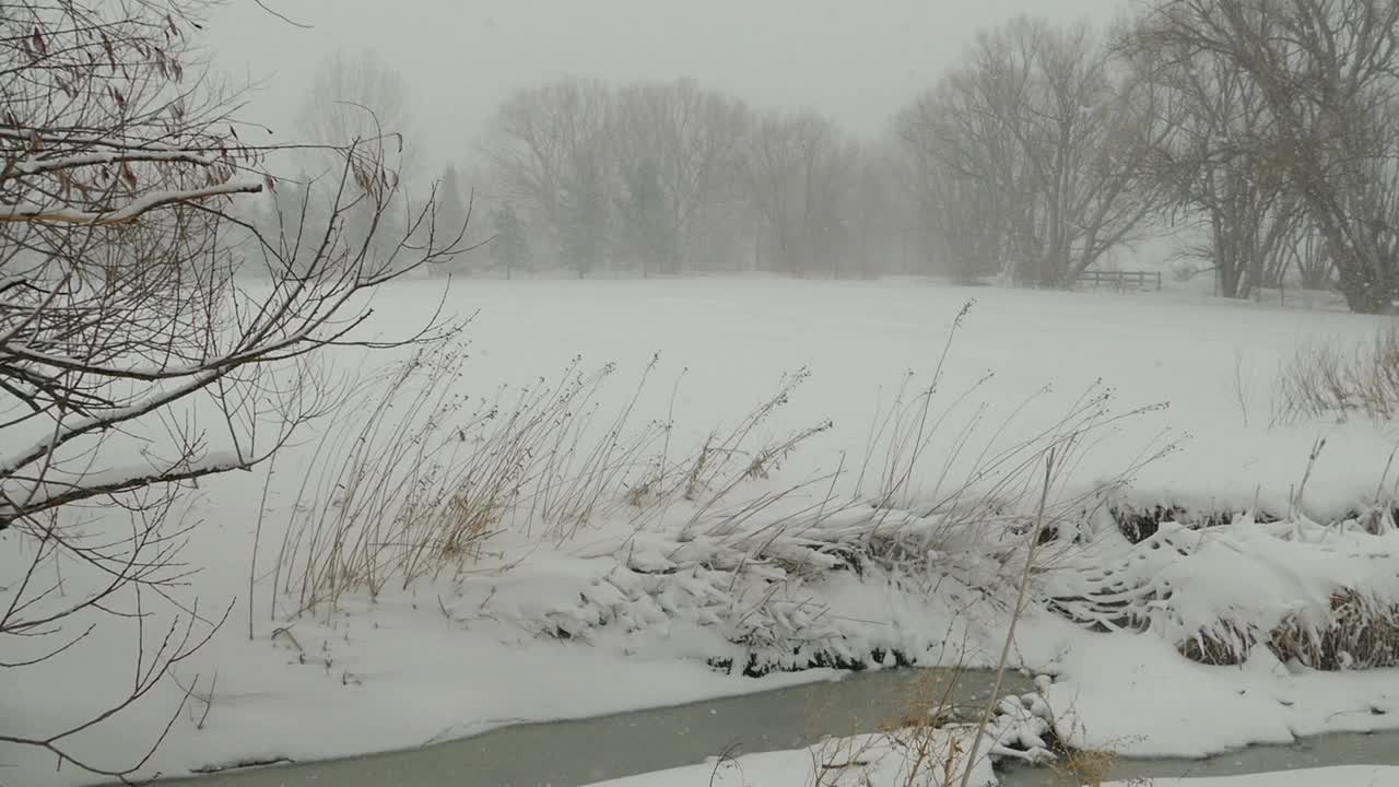 冬季暴风雪暴风雪树排列小溪公园丹佛科罗拉多州视频素材