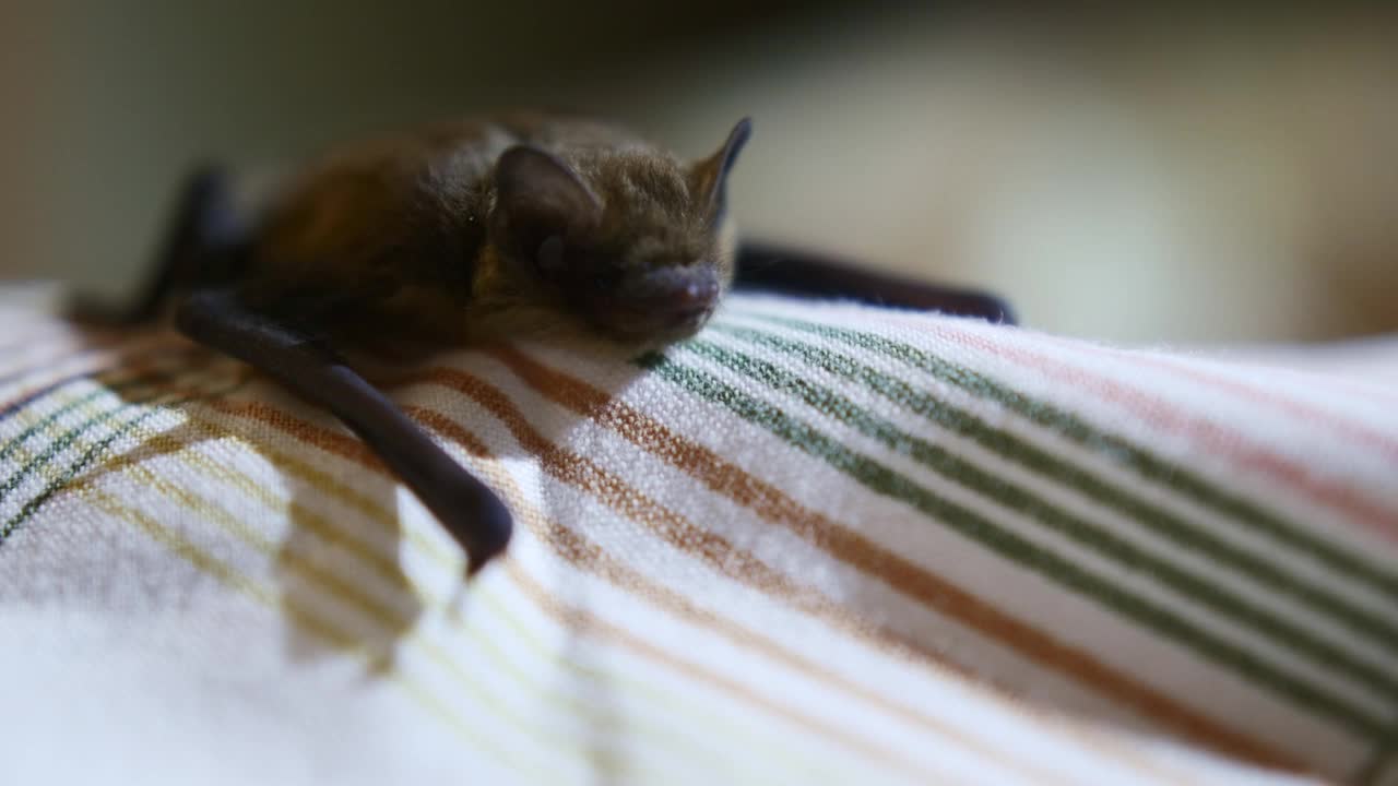 小蝙蝠躺着，试图在室内行走。婴儿飞行的蝙蝠。视频素材