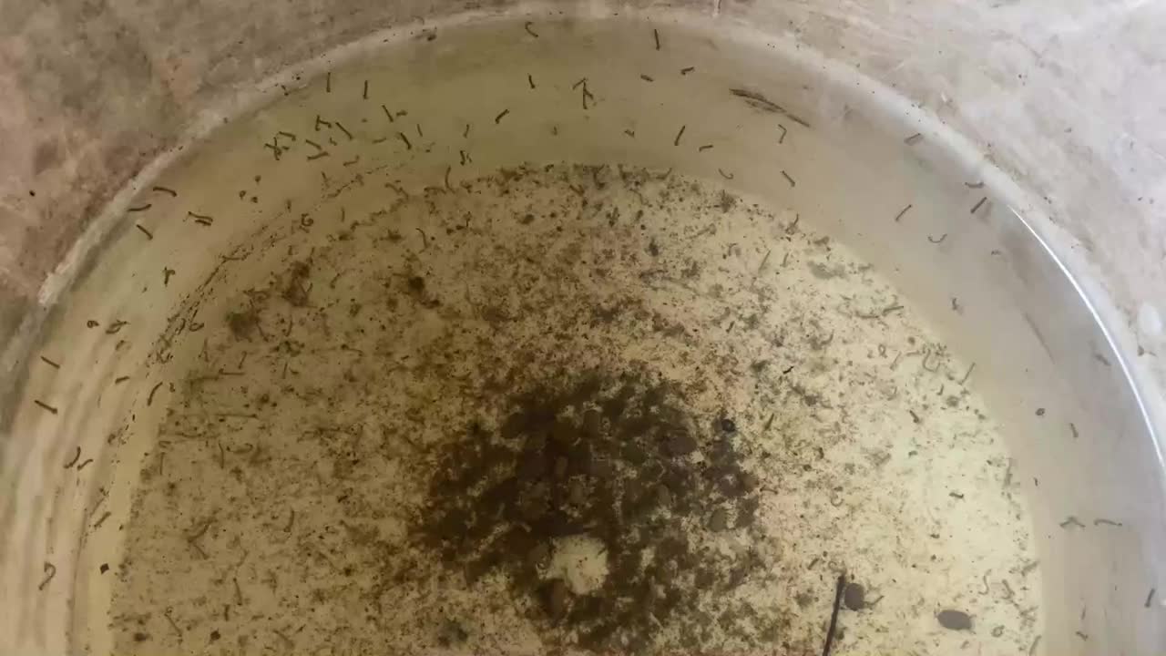 塑料罐内的蚊子幼虫视频素材