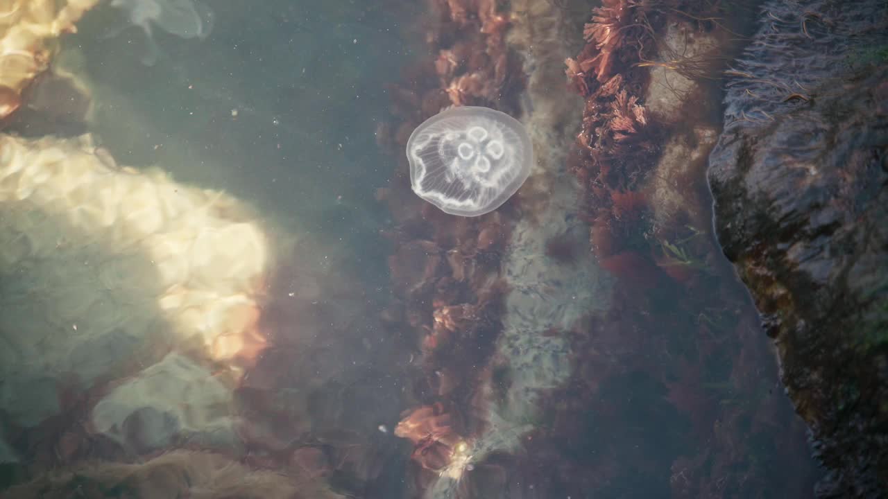 水母漂浮在湛蓝海水中的4k电影镜头视频素材
